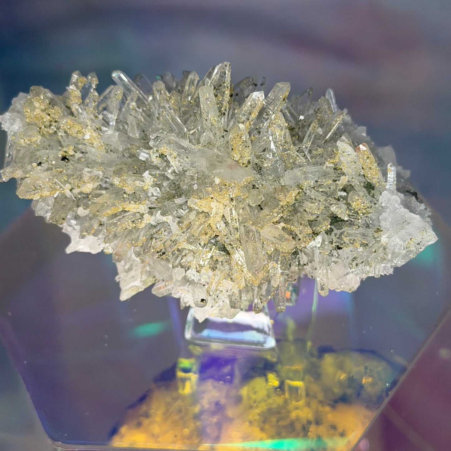 Adoptables | 3/13/26