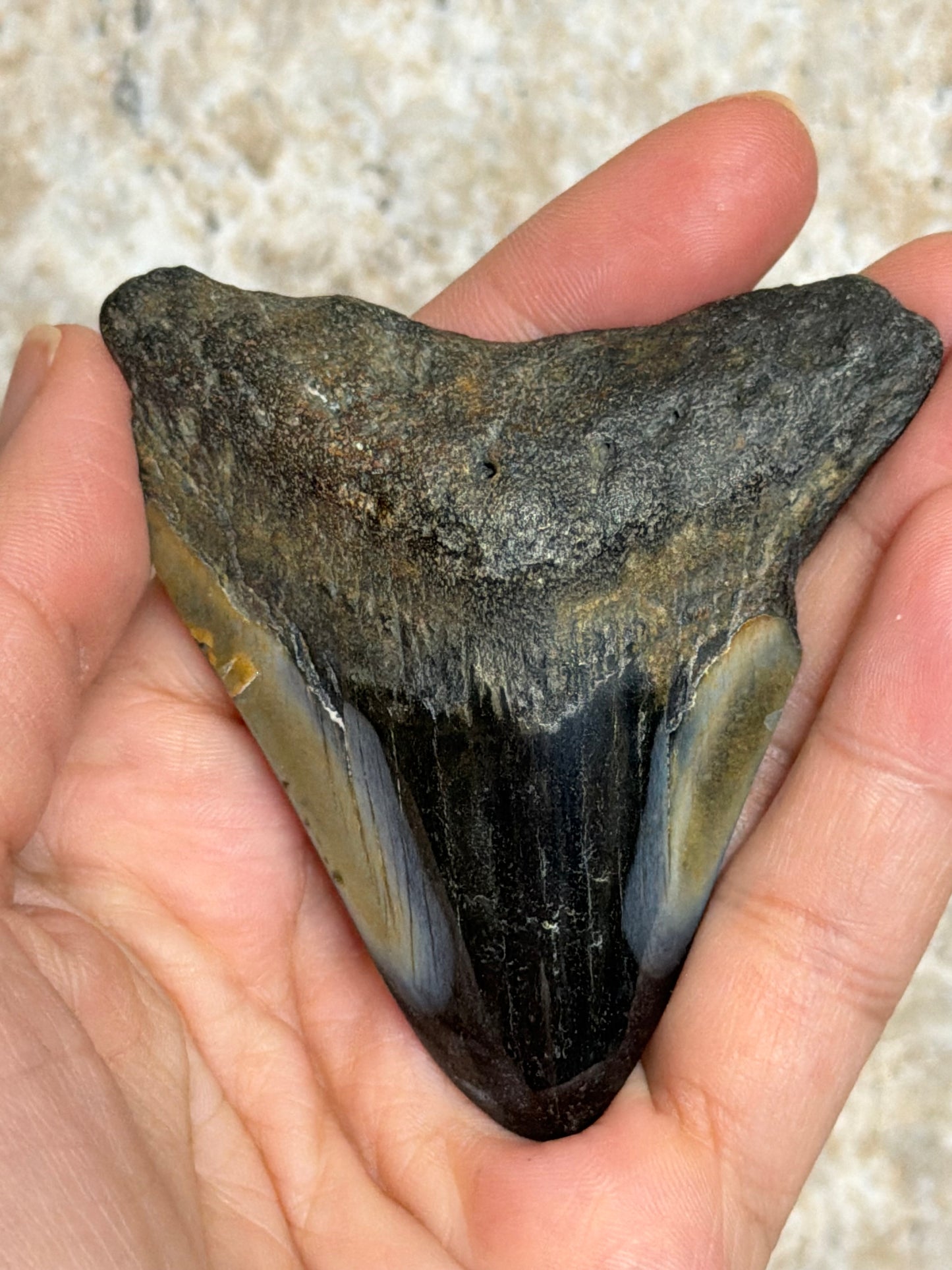 Megalodon Tooth