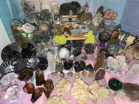 Adoptables | 3/13/26