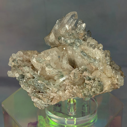 Adoptables | 3/13/26