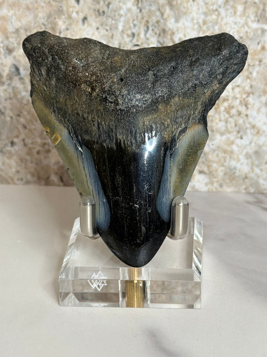 Megalodon Tooth