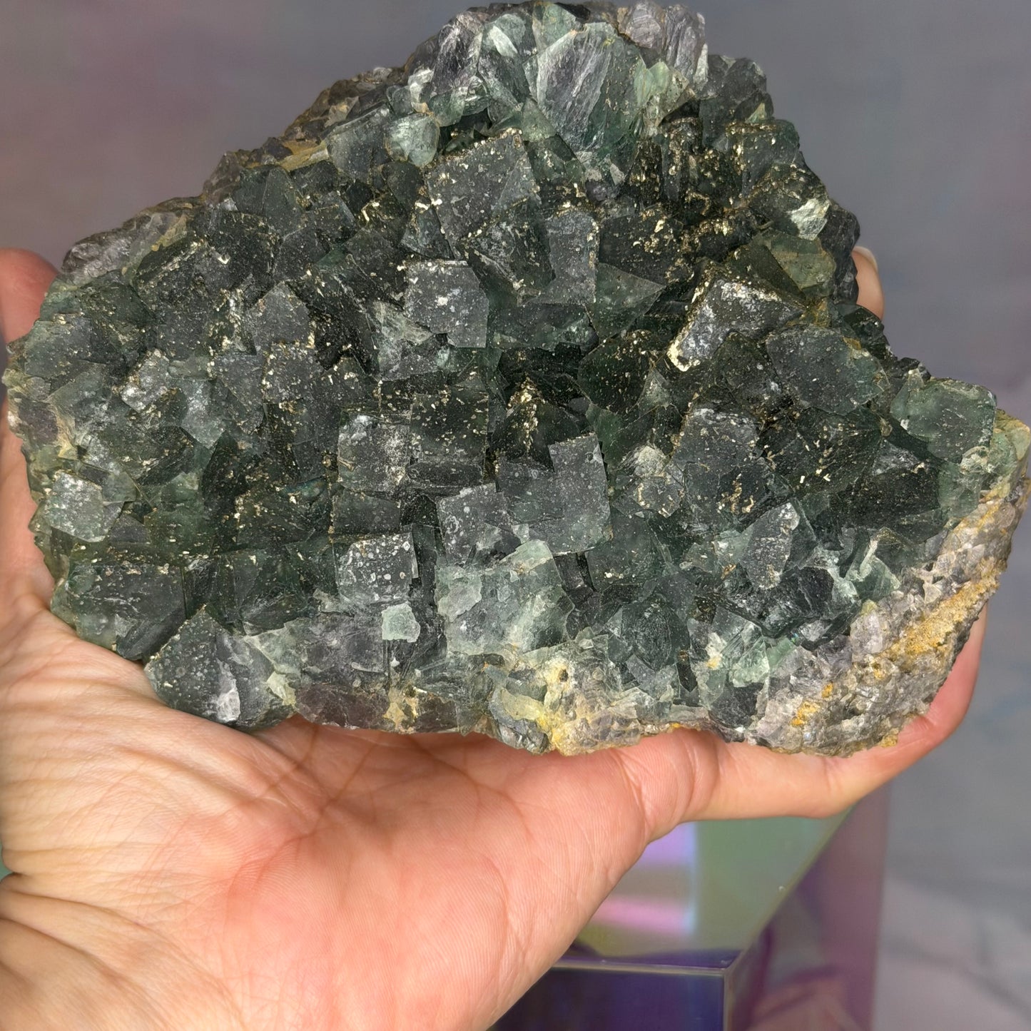 Adoptables | 3/13/26