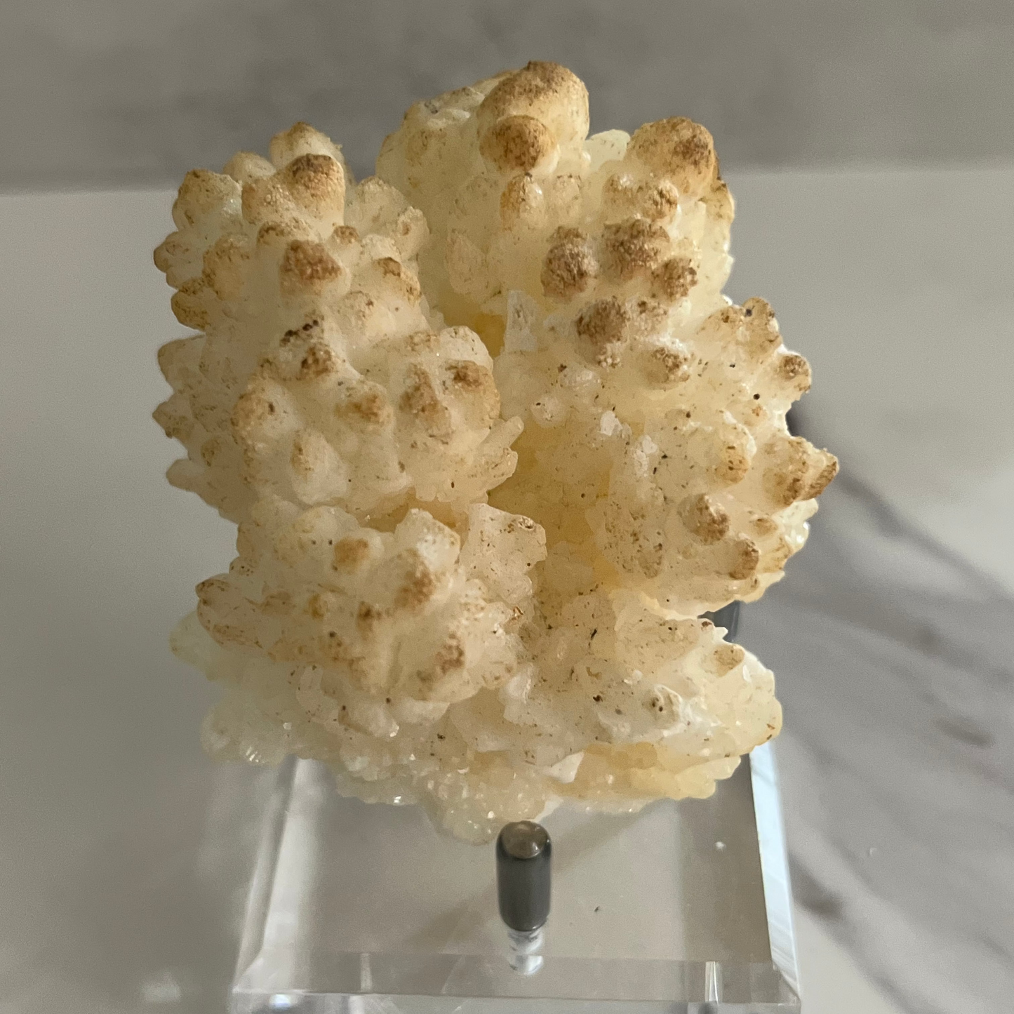 white specimen with  brown on edges