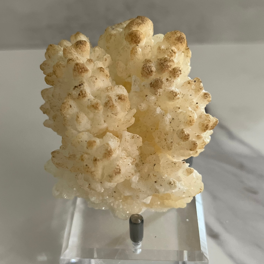 white specimen with  brown on edges